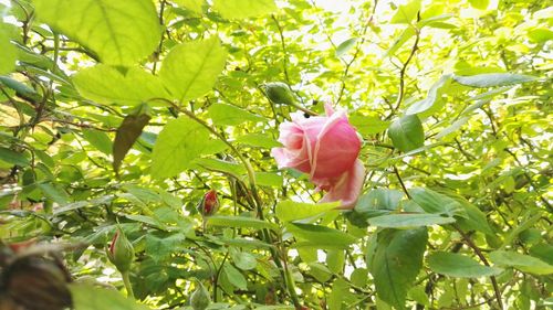 Close-up of flower growing on tree