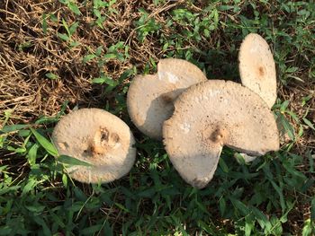 Close-up of mushroom growing on grassy field