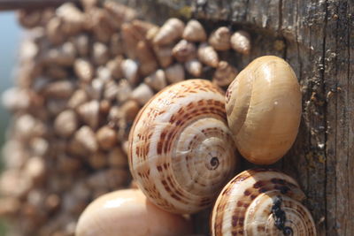 Close-up of snail