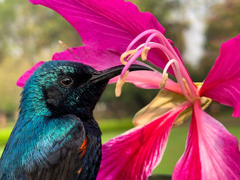 Close-up of peacock