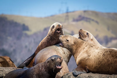 Group of sea lions on rock at sea