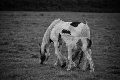Horse grazing with foal on field