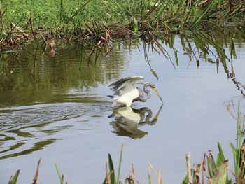 Duck swimming in lake