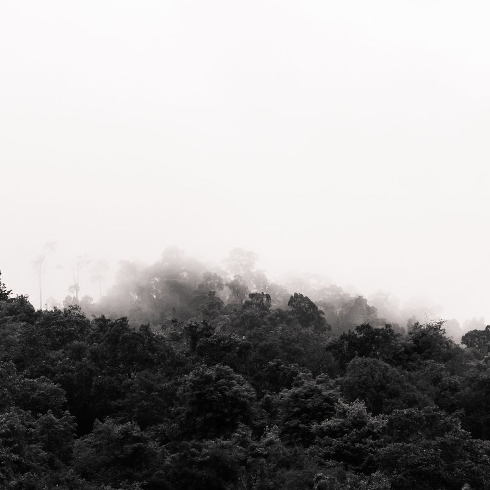 tree, plant, black and white, sky, monochrome, nature, monochrome photography, no people, beauty in nature, hill, environment, fog, tranquility, forest, scenics - nature, copy space, land, growth, mist, tranquil scene, outdoors, cloud, landscape, non-urban scene, day