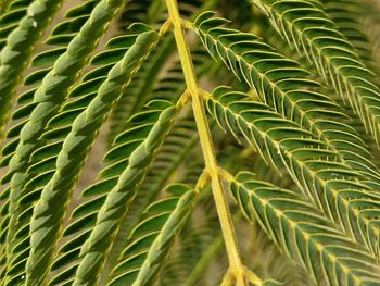 Close-up of fresh green plant