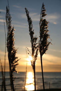 Silhouette sea grass against sky during sunrise