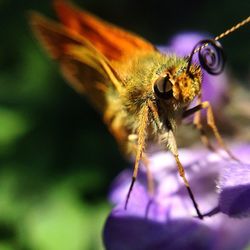 Close-up of bee on flower