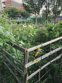 Scenic view of flowering plants and trees