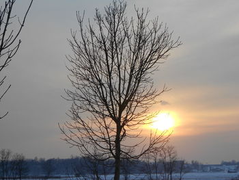 Bare tree against sky during sunset