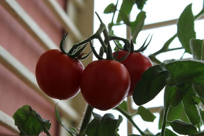 Close-up of red fruits