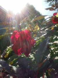 Close-up of red flower