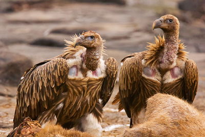 Birds perching on rock