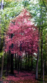 Low angle view of flower trees in forest