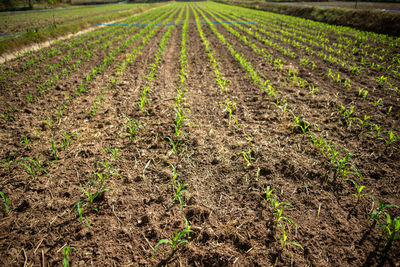 Scenic view of corn field