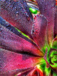 Macro shot of pink flower