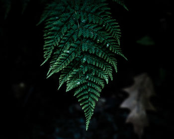 Close-up of fern leaves