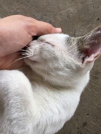 Cropped hand of person touching cat