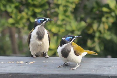 Close-up of birds perching on railing