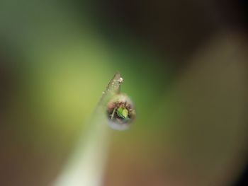 Close-up of insect on flower