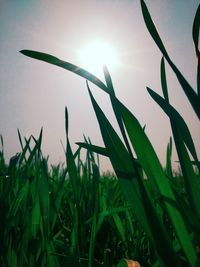 Close-up of plants growing on field against sky