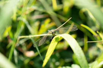 Close-up of insect on grass