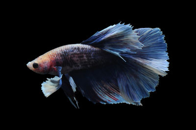 Close-up of fish against black background