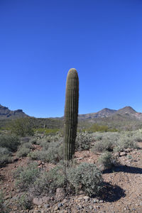 Scenic view of landscape against clear blue sky