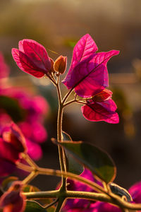 Close-up of pink flowering plant