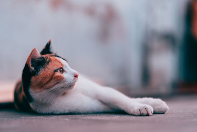 Close-up of a dog resting on floor