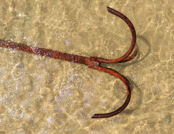 High angle view of crab in water