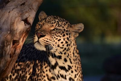 Close-up of leopard