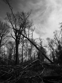 Bare trees against sky