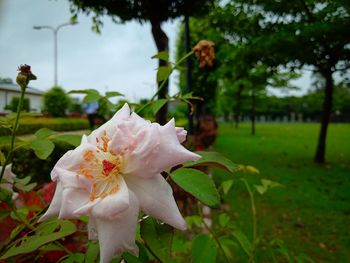Close-up of white flowering plant on field