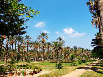 Palm trees against sky