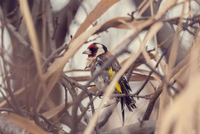 View of bird perching on branch