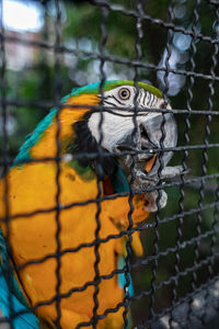 Close-up of parrot in cage at zoo