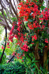 Close-up of red flowers on tree