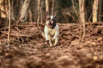 Dog running on field