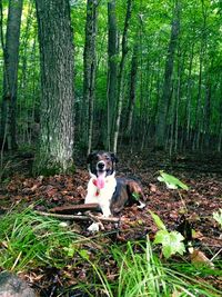 Portrait of a dog sitting on tree trunk