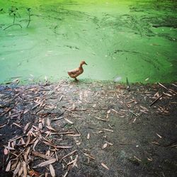 Bird in water