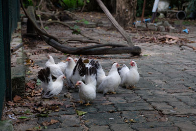 High angle view of birds on land