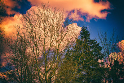 Close-up of multi colored tree against sky