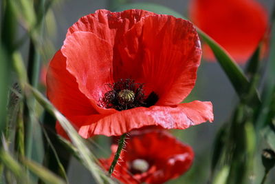 Close-up of red poppy blooming outdoors