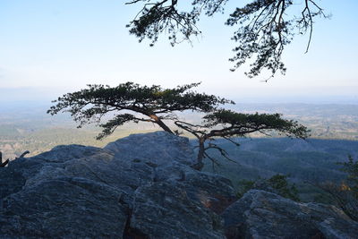 Tranquil view of tree and rocks