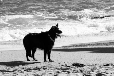 Horse on beach