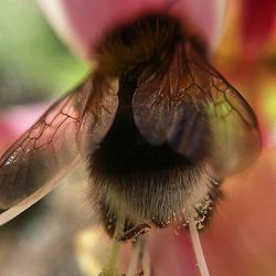 Close-up of insect on flower