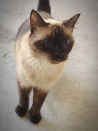 Close-up portrait of cat