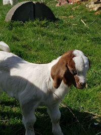 High angle view of sheep on field