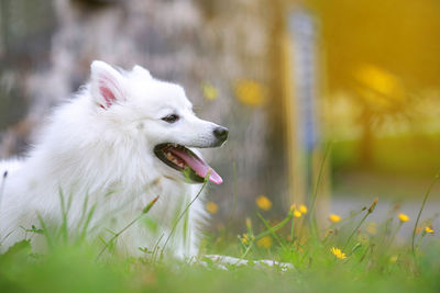 Close-up of white dog on grass