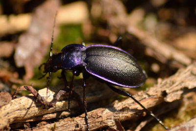 Close-up of insect on ground